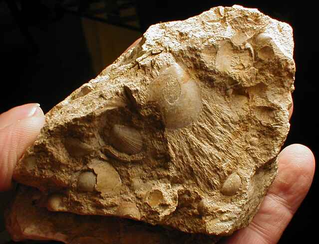 shattercone fossil Steinheimer Becken